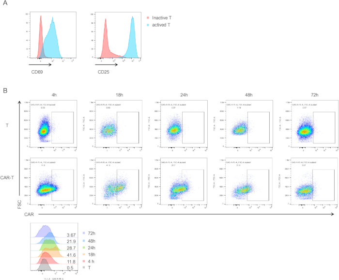 Flow cytometry graphs; CD69/CD25 markers; T-cell activation; time-series data; CAR-T cells, analysis.