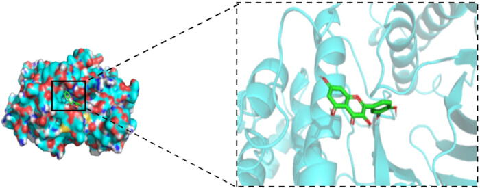 figure-results-10 Protein-ligand interaction, molecular structure analysis, diagram with highlighted binding site.