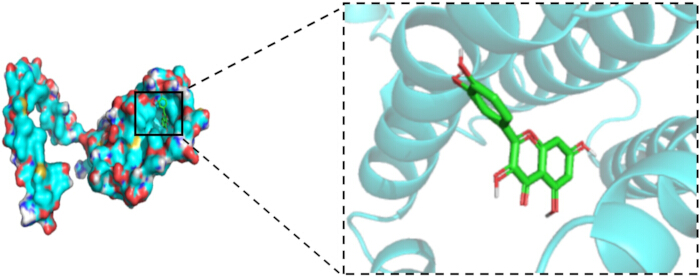 figure-results-11 Protein-ligand interaction, molecular structure diagram, binding site highlighted, biochemical study.
