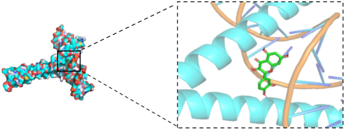 figure-results-12 Molecular structure diagram with DNA binding site, highlighting interaction in protein-DNA complex.