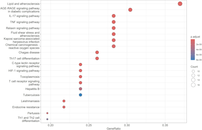 figure-results-7 Bubble chart displaying pathway enrichment analysis; pathways with p.adjust and GeneRatio values.
