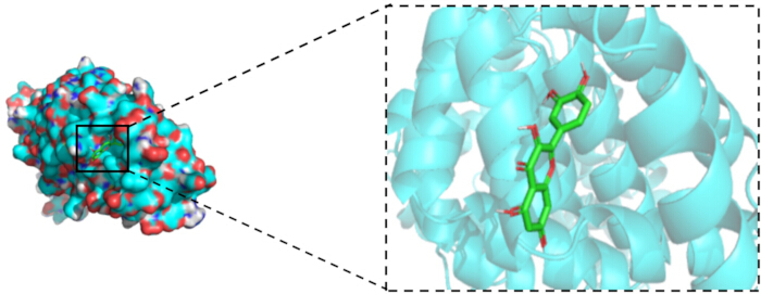 figure-results-8 Protein-ligand binding diagram; 3D structure visualization and molecular interaction analysis.