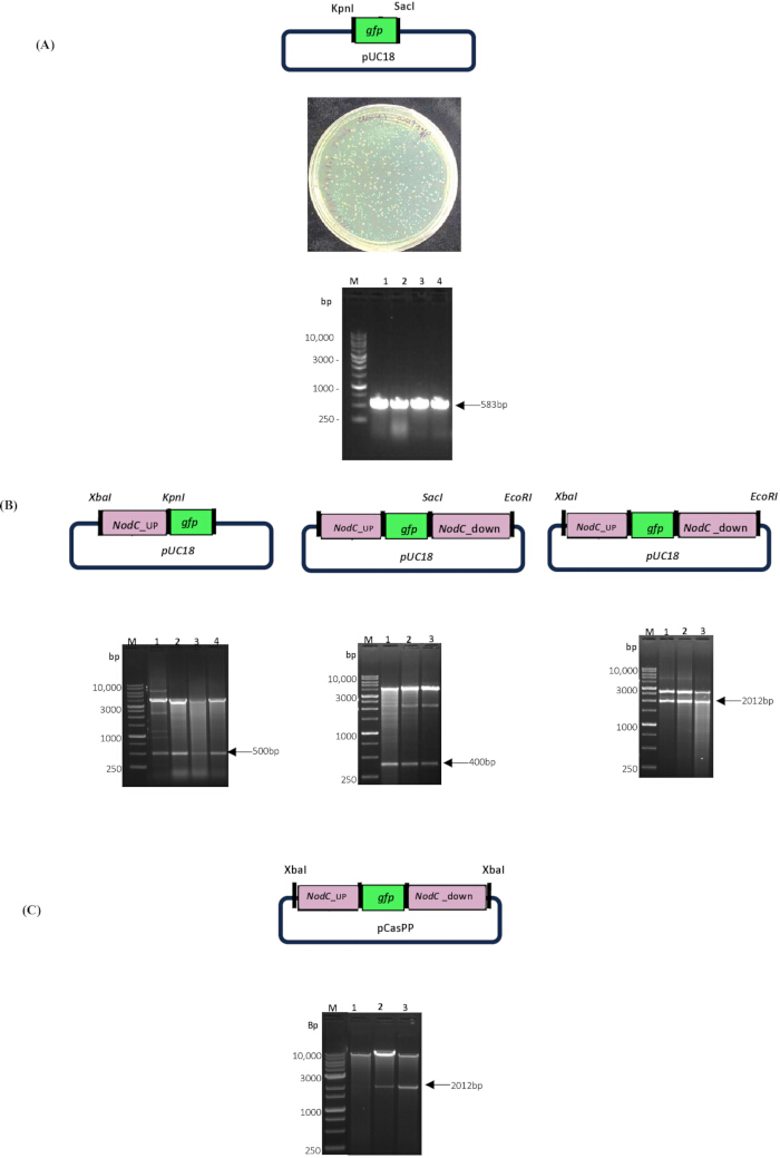 figure-results-3