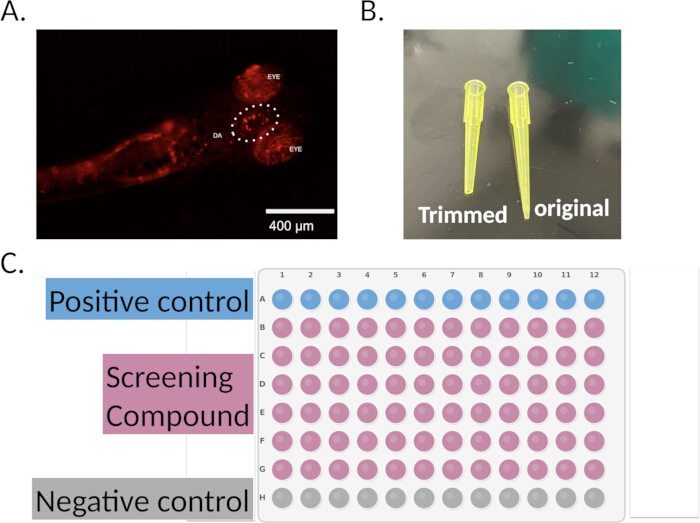 Microscopy image of zebrafish, pipette tip comparison, and 96-well plate screening setup.