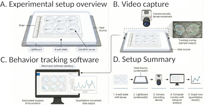 Zebrafish larvae behavior tracking setup: 6-well plate, video capture, data analysis via EthoVision.