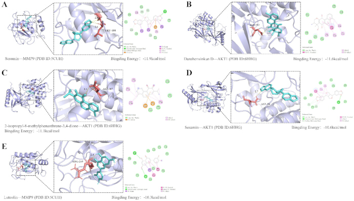 figure-results-2 Molecular docking diagrams of AKT1/MM9 with ligands showcasing binding energies and 3D structures.