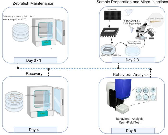 Zebrafish micro-injection process diagram; embryo maintenance, sample prep, open-field analysis.