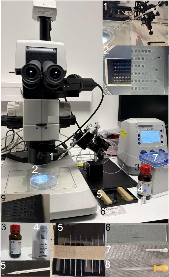 Microscopy setup for cell injection experiment; includes syringe, microscope, Petri dish.