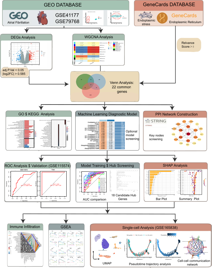 figure-results-1 Atrial fibrillation gene analysis workflow diagram; features include WGCNA, Venn, PPI, machine learning.