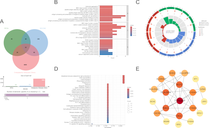 figure-results-4 Venn diagram, bar chart, circular plot, bubble chart, and network graph illustrate gene expression analysis.