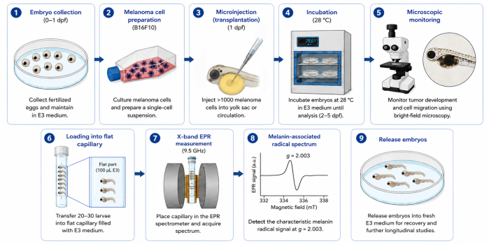 figure-results-1 Melanoma research process; includes cell injection, incubation, EPR spectroscopy, and analysis diagram.