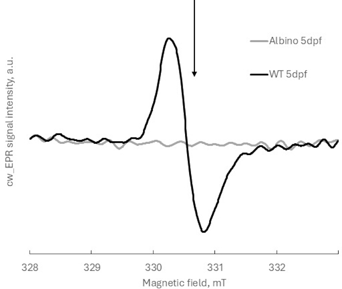 figure-results-2 EPR spectra graph, WT vs Albino 5dpf, magnetic field vs signal intensity, spectroscopy results.