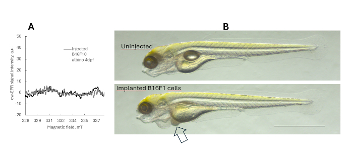 figure-results-5 EPR signal graph and microscopy of zebrafish with B16F1 cell implantation analysis.
