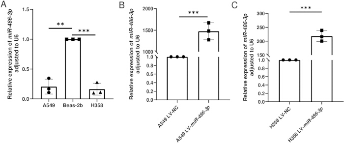 figure-results-3 Bar graph of miR-486-3p expression; statistical significance; comparative RNA analysis; three cell lines.