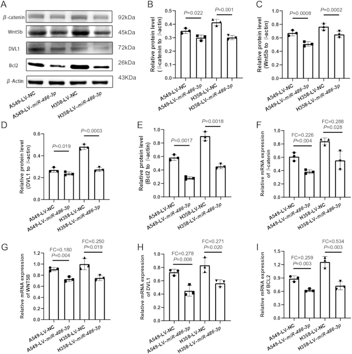 figure-results-4 Western blot and bar graphs analyzing protein and mRNA levels in A549, H358 cells, miR-486-5p study.