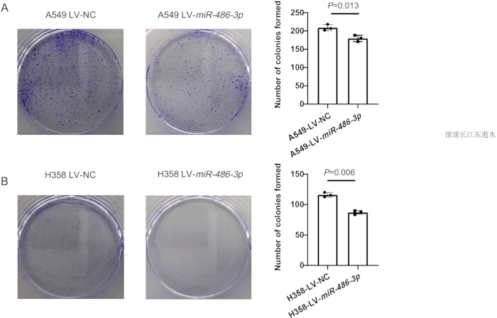 figure-results-6 Colony formation assay results with A549, H358 cells, miR-486-3p expression; bar graph analysis.
