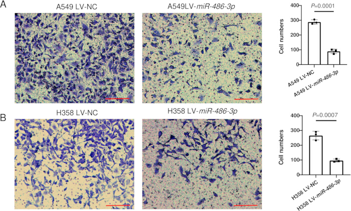 figure-results-8 Cell proliferation analysis, microscopy of A549/H358 cells, bar graph comparison, miR-486-3p study.