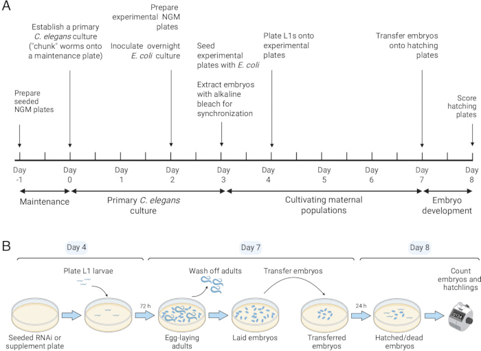 C. elegans culture method diagram; timeline, NGM plates, E. coli inoculation, embryo development.
