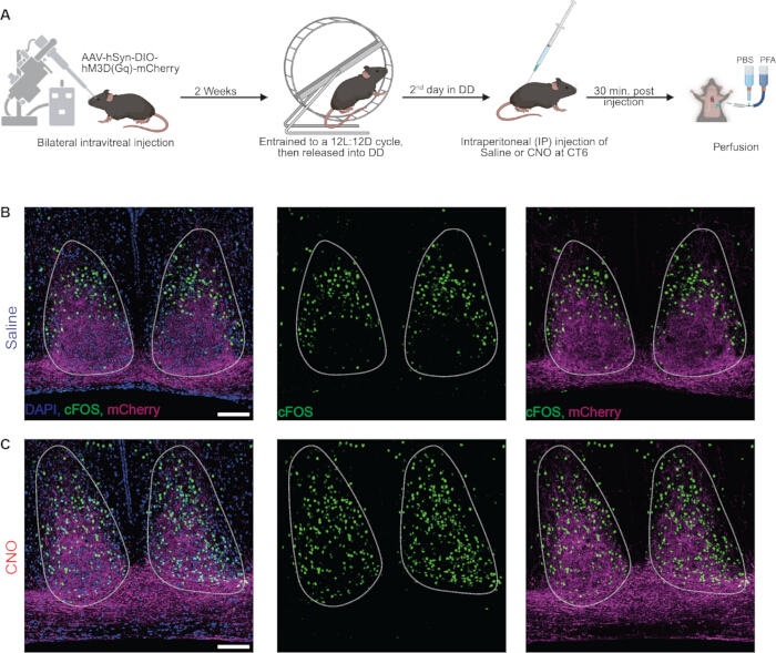 figure-results-2 AAV gene editing process; diagram; intravitreal injection, DAPI, cFOS, mCherry microscopy results.