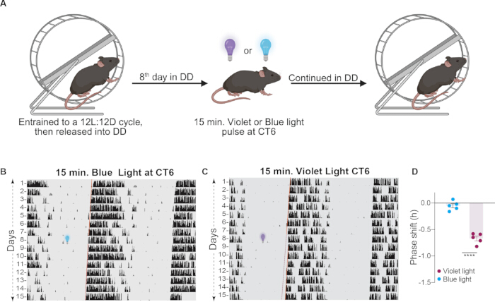 figure-results-3 Mouse circadian rhythm experiment; diagrams of light pulse exposure; activity data graphs; phase shifts.