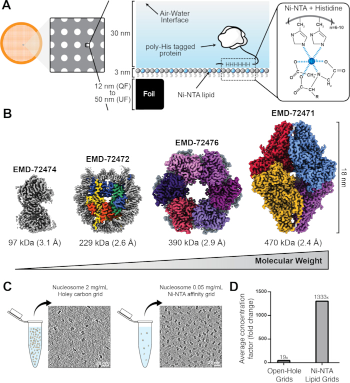 Air-water interface, poly-His tagged protein, cryo-EM results, Ni-NTA, protein structure analysis.