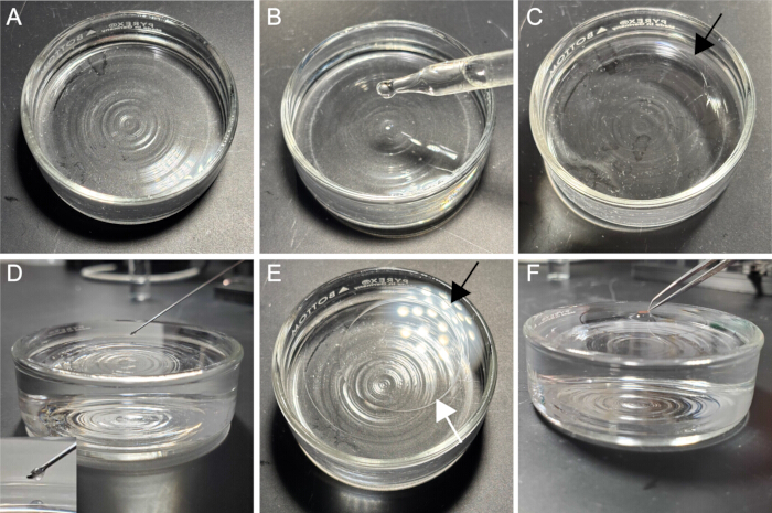 figure-protocol-3 Droplet impact dynamics; pipette; water surface analysis; sequence of experiment; fluid mechanics.