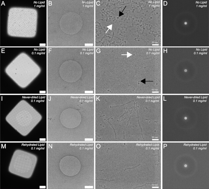 Cryo-EM grid analysis; sample prep at varied lipid concentrations; structural detail observation.