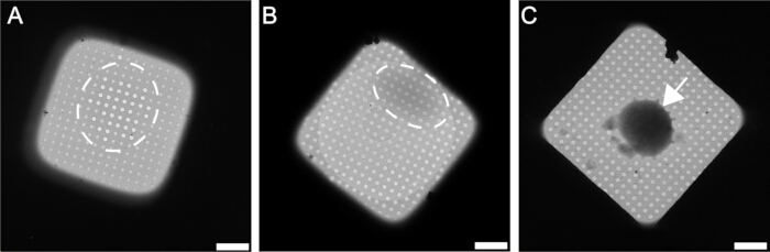Nanostructure analysis via electron microscopy; images A-C show damage and pattern changes.