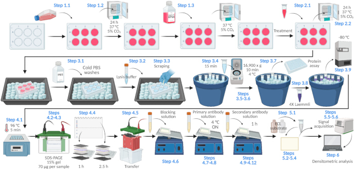 Cell protein analysis workflow diagram with Western blot, SDS-PAGE, antibody staining, and densitometry.