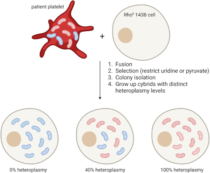 Cybrid formation diagram; platelet and Rho⁰ 143B cell fusion; varying heteroplasmy levels.