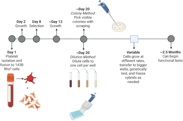 Platelet isolation process diagram; fusion, growth, dilution, colony methods; genetic testing.