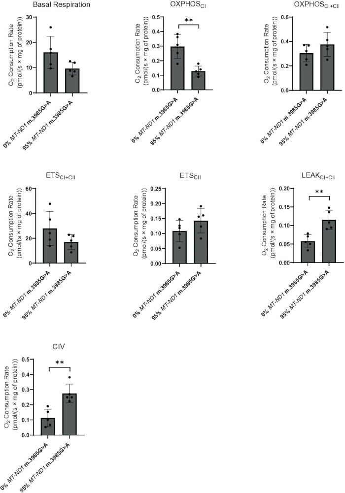 Oxygen consumption rate graphs, including Basal Respiration, OXPHOS, ETS, LEAK, CIV; mitochondrial study.