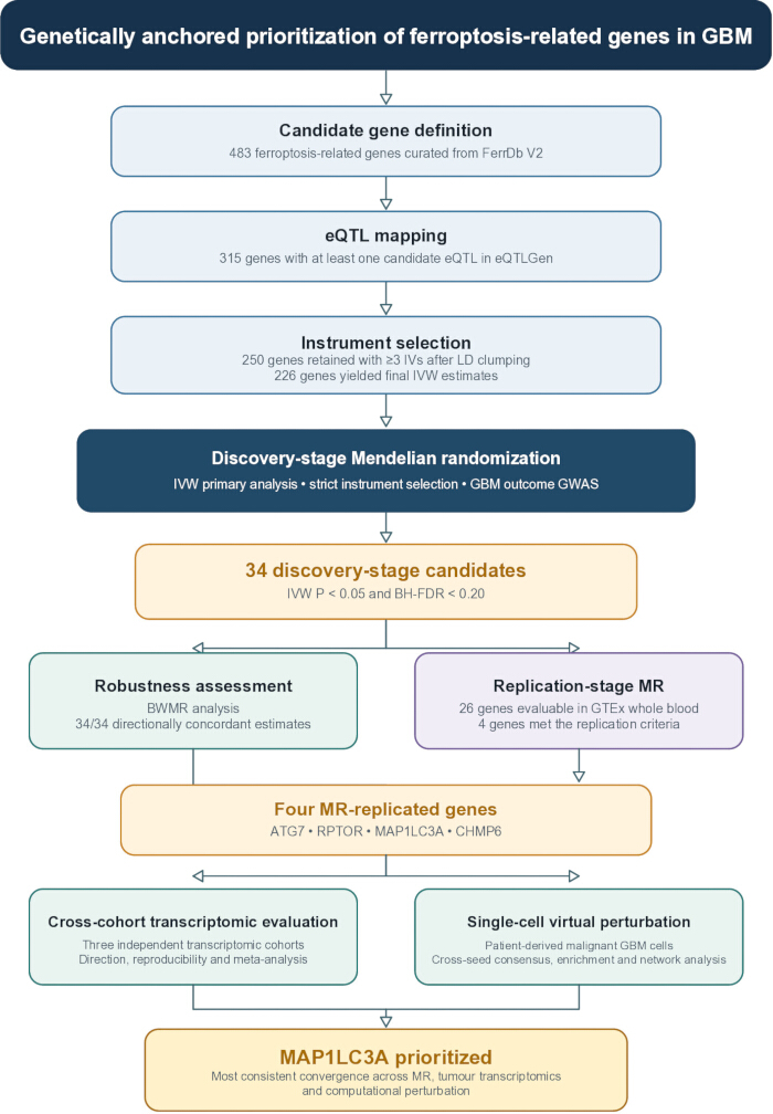 Gene prioritization flowchart for ferroptosis in GBM; Mendelian randomization and transcriptomic analysis.