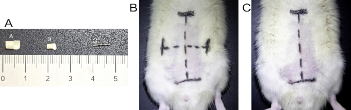 figure-protocol-2 Rodent surgery preparation; implant size comparison (A), incision marking (B), post-surgical view (C).