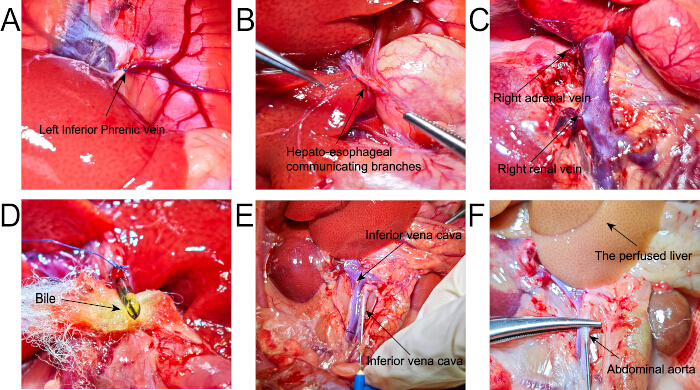 figure-protocol-3 Surgical anatomy of veins and liver in rodents; dissection images.