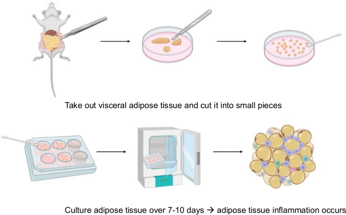 figure-introduction-1 Adipose tissue culture process; diagram showing extraction, cutting, incubation, and inflammation.