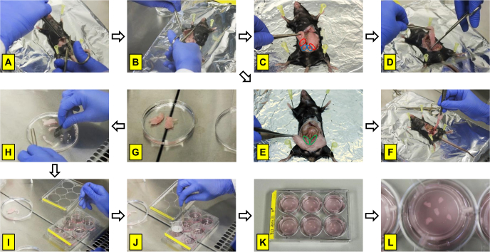 Mouse necropsy process, organ extraction, tissue preparation, cell culture setup for biological analysis.