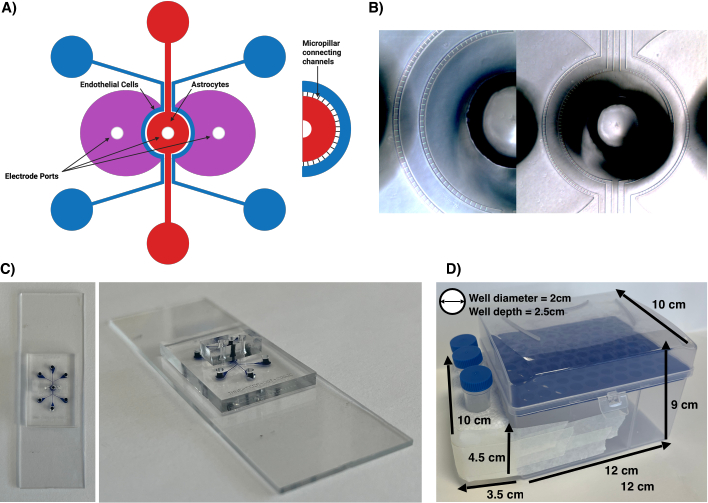 Microfluidic chip schematic, microscope images, and 3D device setup for cell interaction study.