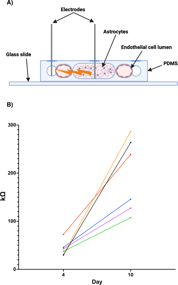 Astrocyte-electrode interface diagram and resistance graph in endothelial cell study setup.