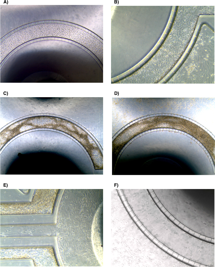 Microscopy of cellular aggregation in microfluidic chip, experiment results showing growth stages.