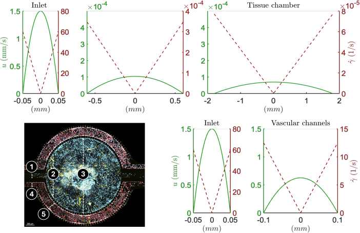 Microfluidic system diagram with velocity profiles; tissue chamber and vascular channels analysis.