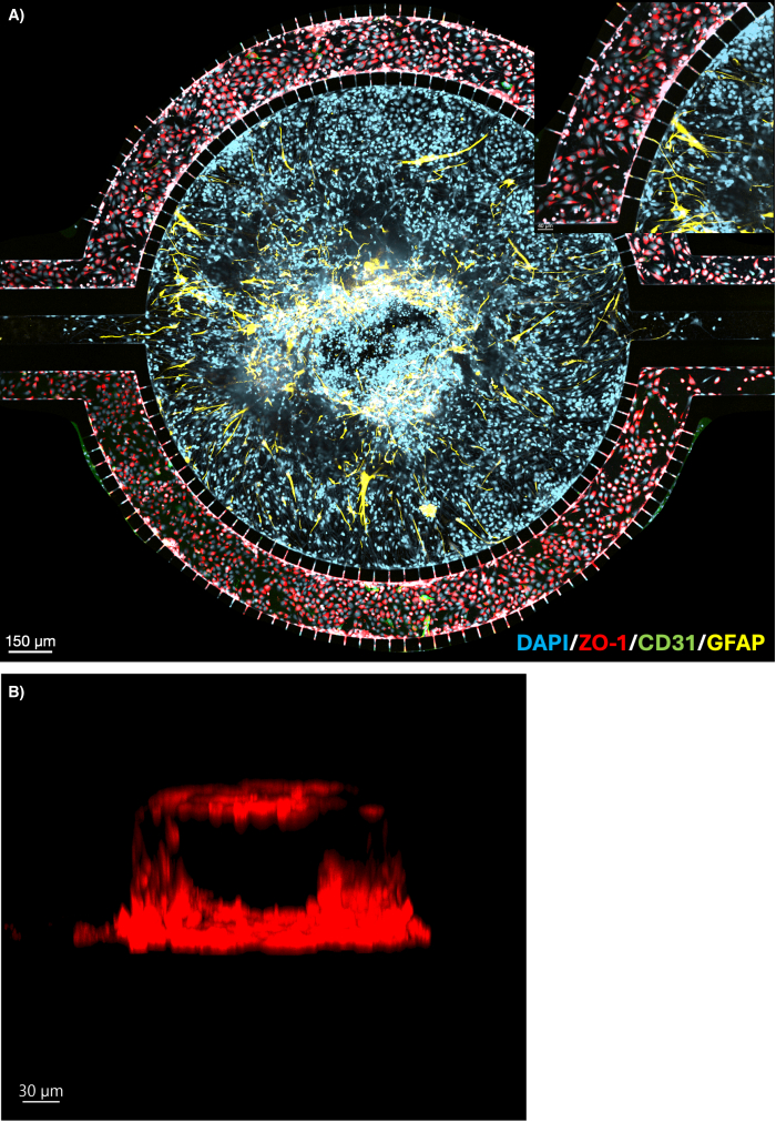 figure-results-1 Brain organoid immunofluorescence, DAPI/ZO-1/CD31/GFAP, microscopy image showing cell layers.