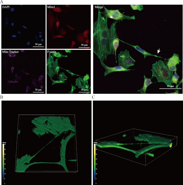 Fluorescence microscopy images showing DAPI, Miro1, Mito Tracker, F-actin; cell structure study.