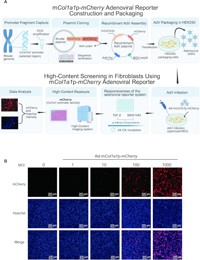 mCol1a1p-mCherry adenoviral reporter diagram; PCR, plasmid cloning, fibroblast screening process.