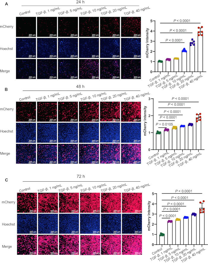Fluorescence microscopy images showing TGF-β effects on cell mCherry intensity, with bar graph results.