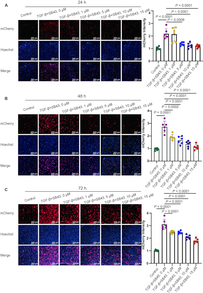 Fluorescence microscopy, mCherry, Hoechst, 24-72h TGF-β+SB43 assay, intensity analysis, graphs.