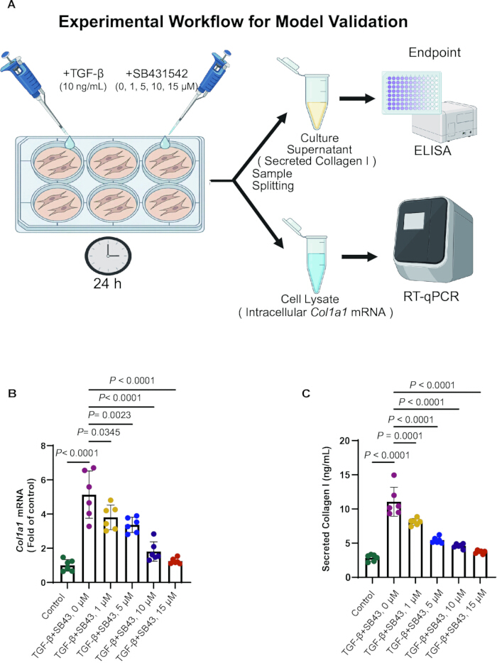 Experimental workflow for model validation. ELISA, RT-qPCR analysis of Col1a1 mRNA, collagen secretion.