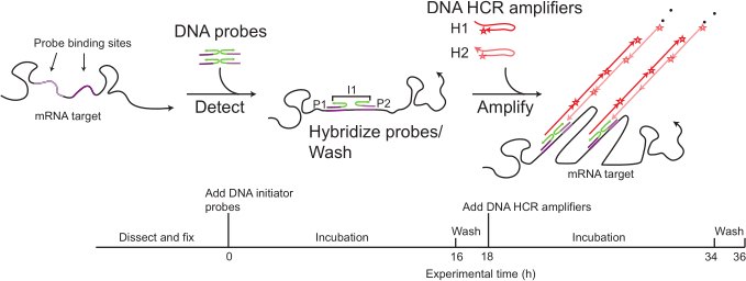 DNA probe hybridization and amplification diagram with HCR method, showing mRNA detection process.