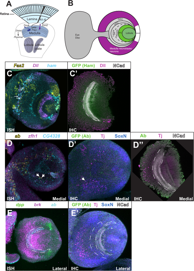 figure-results-1 Drosophila eye development diagrams; ISH/IHC methods; medulla lobula structure; gene expression.
