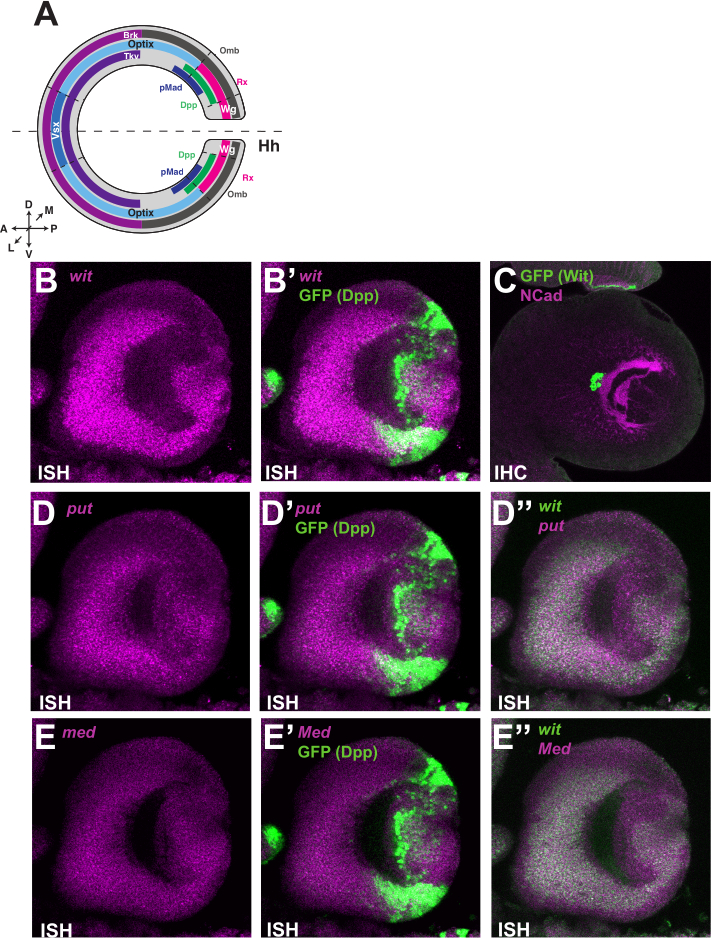 figure-results-2 Gene expression in fruit fly embryo; ISH, IHC; wit, put, med genes; GFP, Dpp localization; diagram.